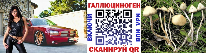 Купить закладки  Рубцовск  Псилоцибиновые грибы Psilocybe 